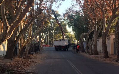Corte total en calle Besares por trabajos de arbolado público