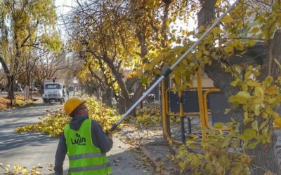 Corte en calle Brandsen por trabajos de mantenimiento del arbolado público